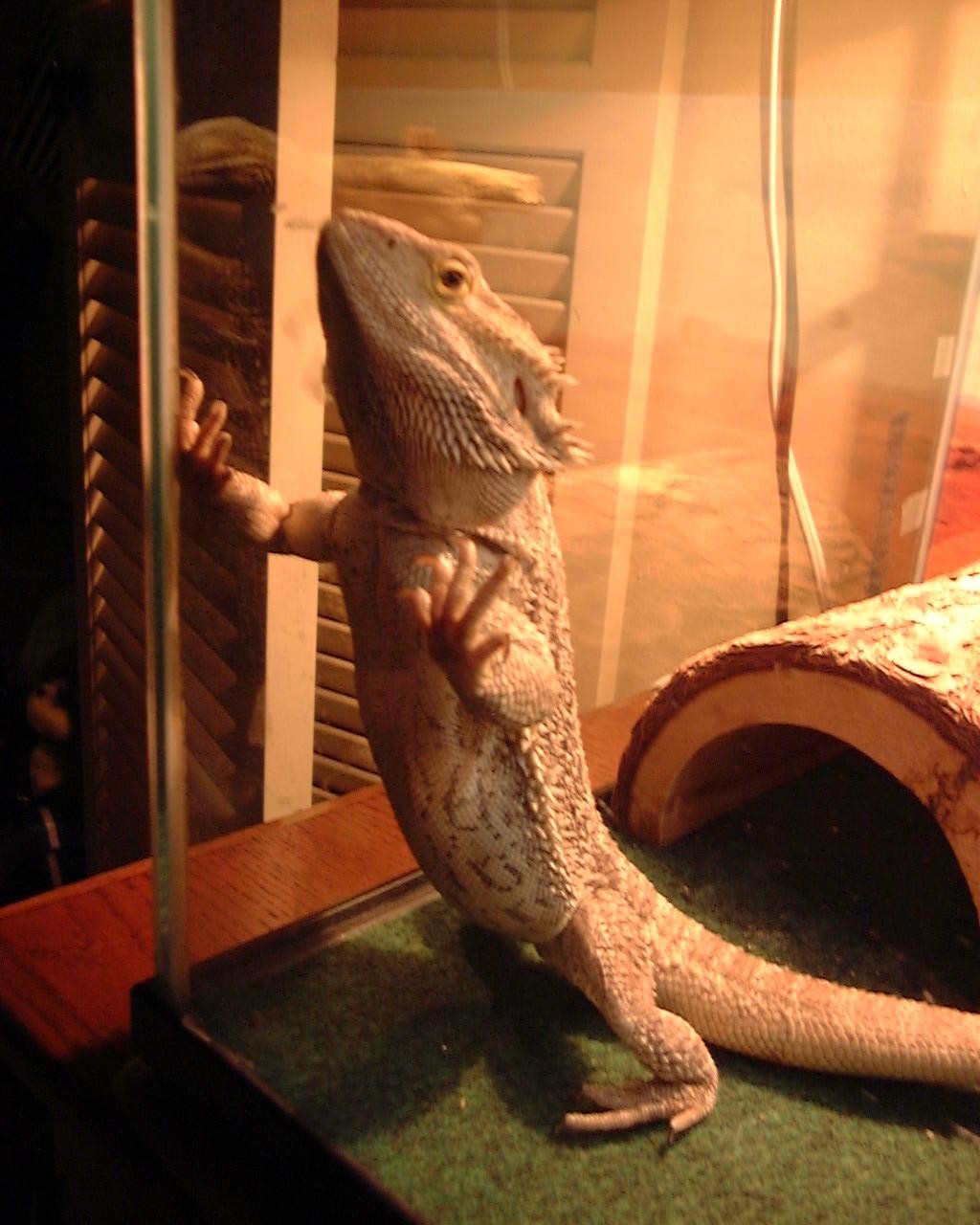 Egor