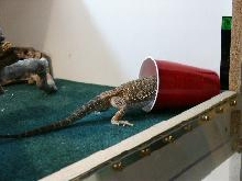 Lizzy in the cricket cup!