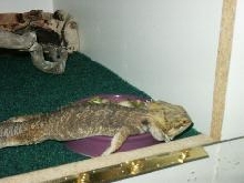 Lizzy sleeping in food dish