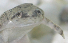 One Handed Dwarf Frog
