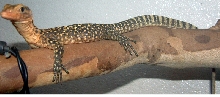 V. Melinus