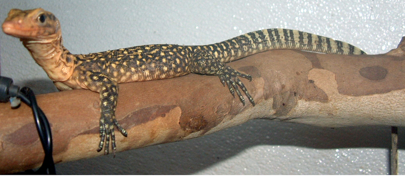 V. Melinus