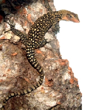 Juvenile V. Melinus