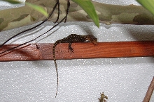 Baby V. Melinus