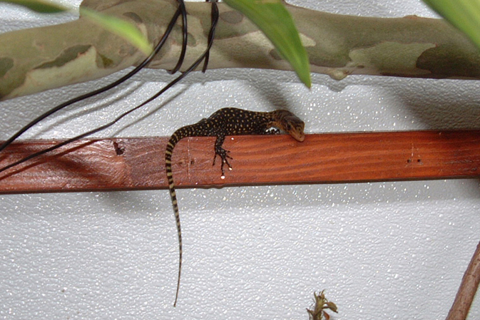 Baby V. Melinus