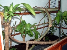 Baby V. Melinus Enclosure
