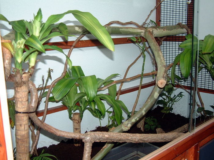 Baby V. Melinus Enclosure