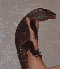 Young Rudicolis
