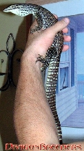 Young Flavi