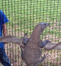 Large rudicolis in outdoor enclosure