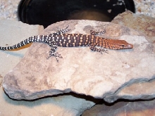 Pilbara Rock monitors