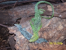 Male GTM Female Kordensis