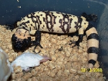 My favorite Cinctum