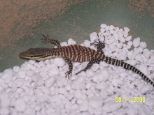 Hatchling Glauerti Kimberly Rock Monitor