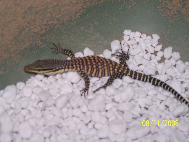 Hatchling Glauerti Kimberly Rock Monitor