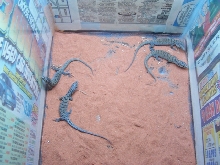 4 - V. Gilleni hatchlings