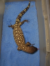 Male Rio holdback 06