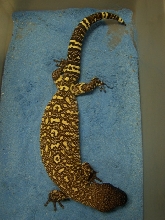 Female Rio Maxians Collection