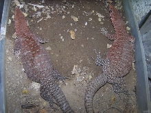 7 year old female and male Varanus Pilbarensis