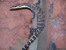 Young female glauerti