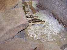 Young Glauerti 1.1