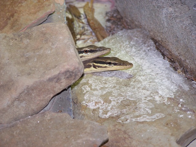 Young Glauerti 1.1