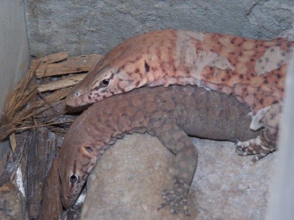 Varanus pilbarensis 1.1 copulating