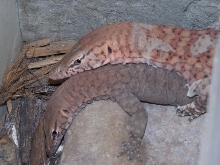 Varanus pilbarensis 1.1 copulating