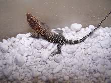 hatchling V. Pilbarensis 7/21/09