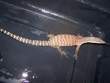 Male Glauerti