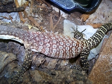 Male Glauerti 9-10 month old body shot