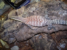 Male breeder Glauerti