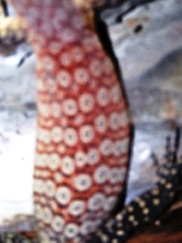 Close up of color pattern