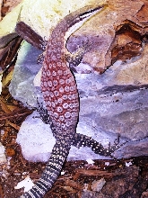One of our male Glauerti
