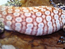 male glauerti  color/pattern