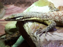 Male glauerti with yellow neck,forearms