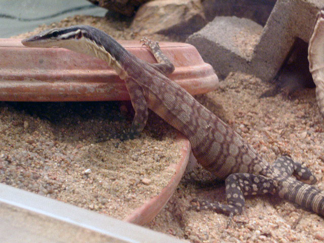 Female Glauerti