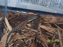 Glauerti hatchling