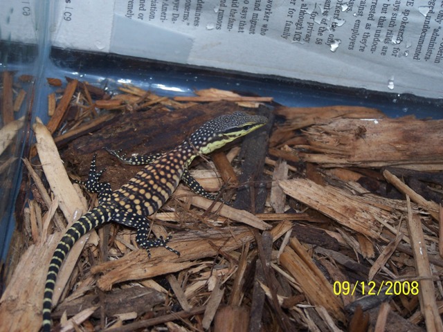 Glauerti hatchling