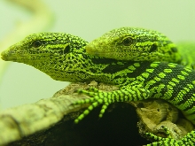 V. Reisingeri