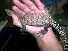 Male close up