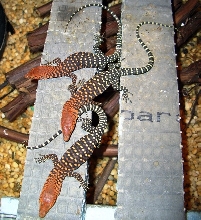 Nice dwarf group