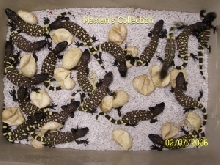 20 hatchling rios