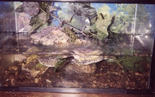 Firebellies and Betta