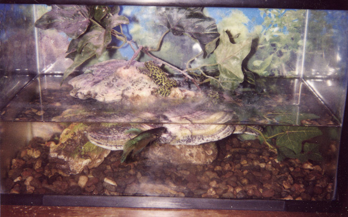 Firebellies and Betta