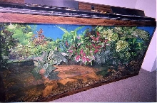 Bullfrog set-up