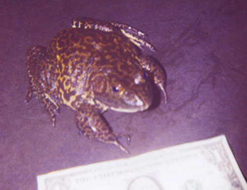 North American Bullfrog