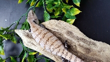 Skink #1