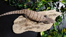 Skink #2