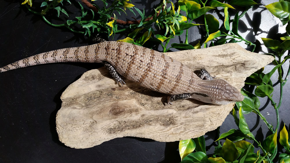 Skink #2